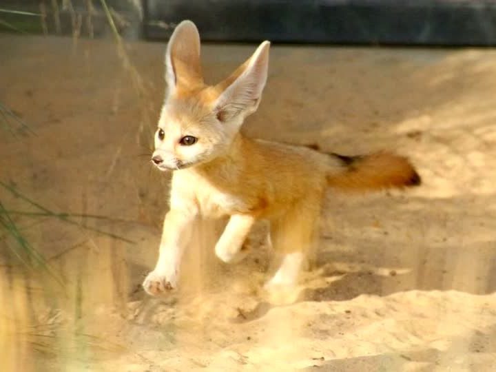 Ein kleiner Fennek zeigt sich im Zoo von Sydney der Öffentlichkeit.