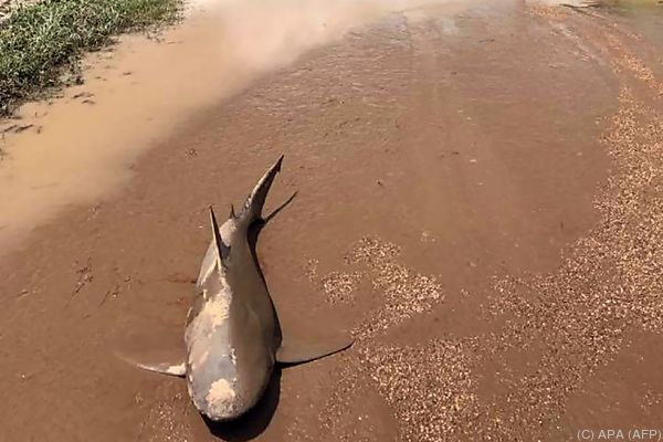 Der Fisch war von einer Sanitäterin entdeckt worden Der Fisch war von einer Sanitäterin entdeckt worden