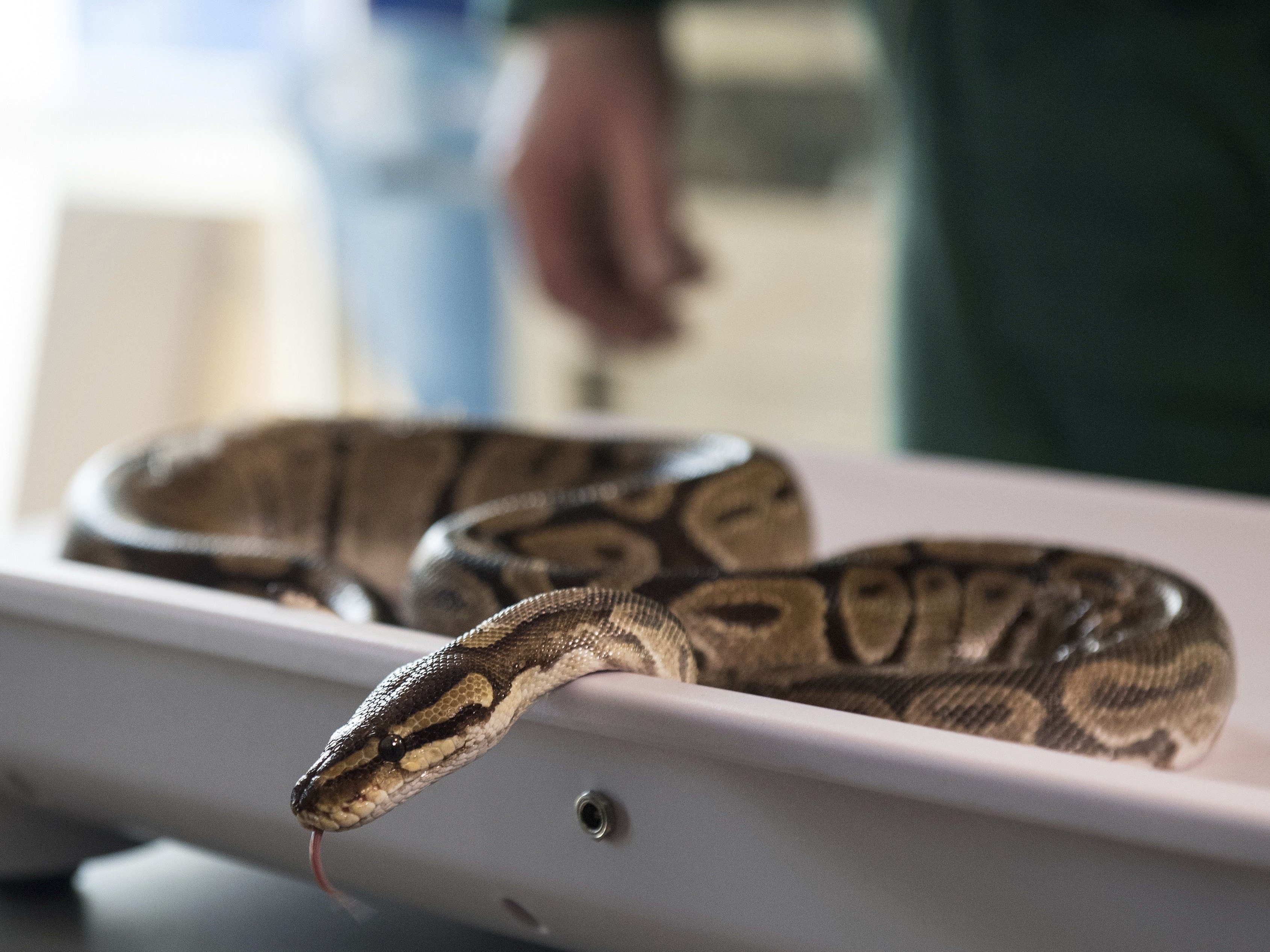 Phythons können mehrere Meter lang werden. Phythons können mehrere Meter lang werden.