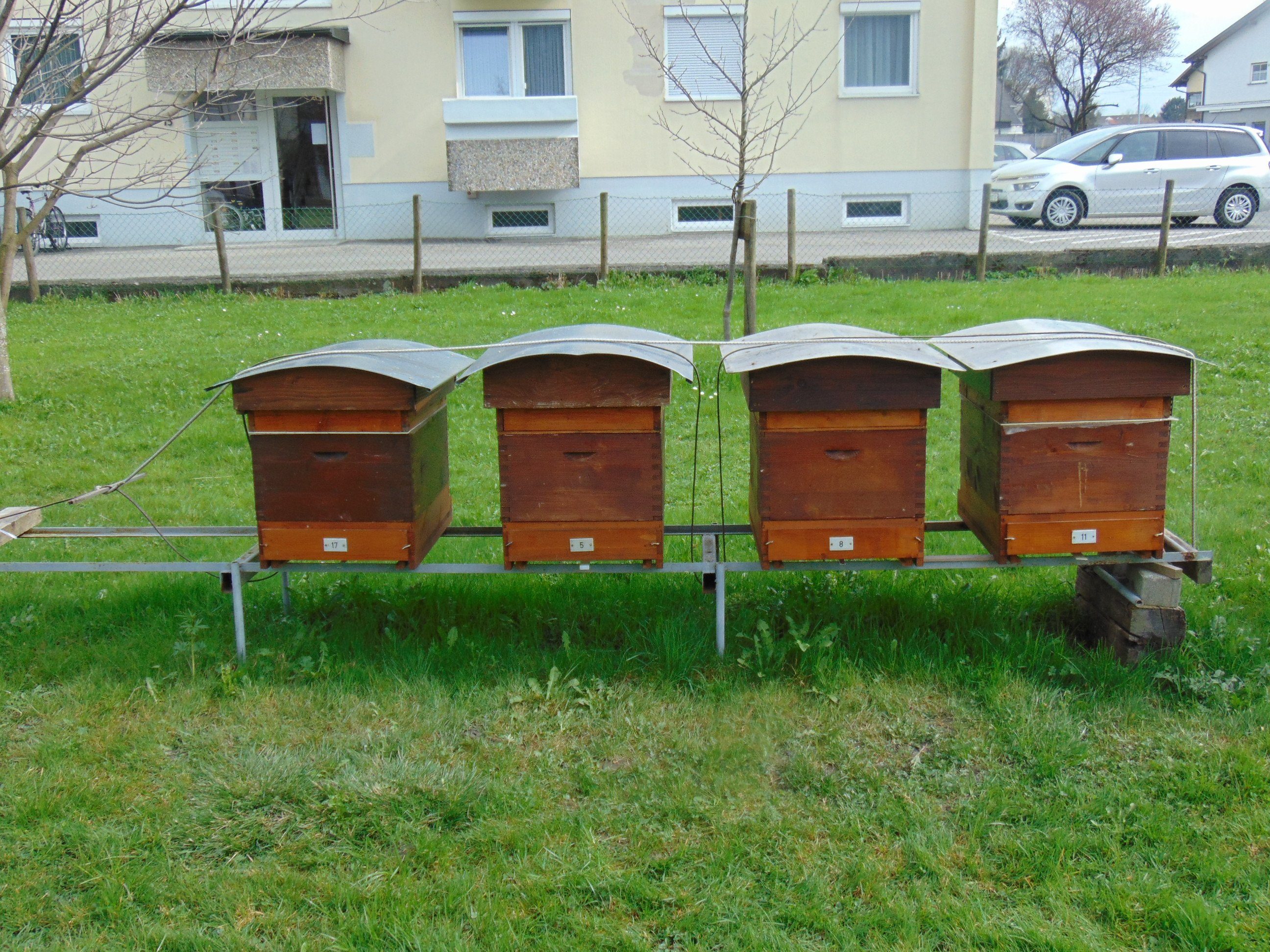 Jeder kann sein eigenes Bienenvolk erwerben Jeder kann sein eigenes Bienenvolk erwerben