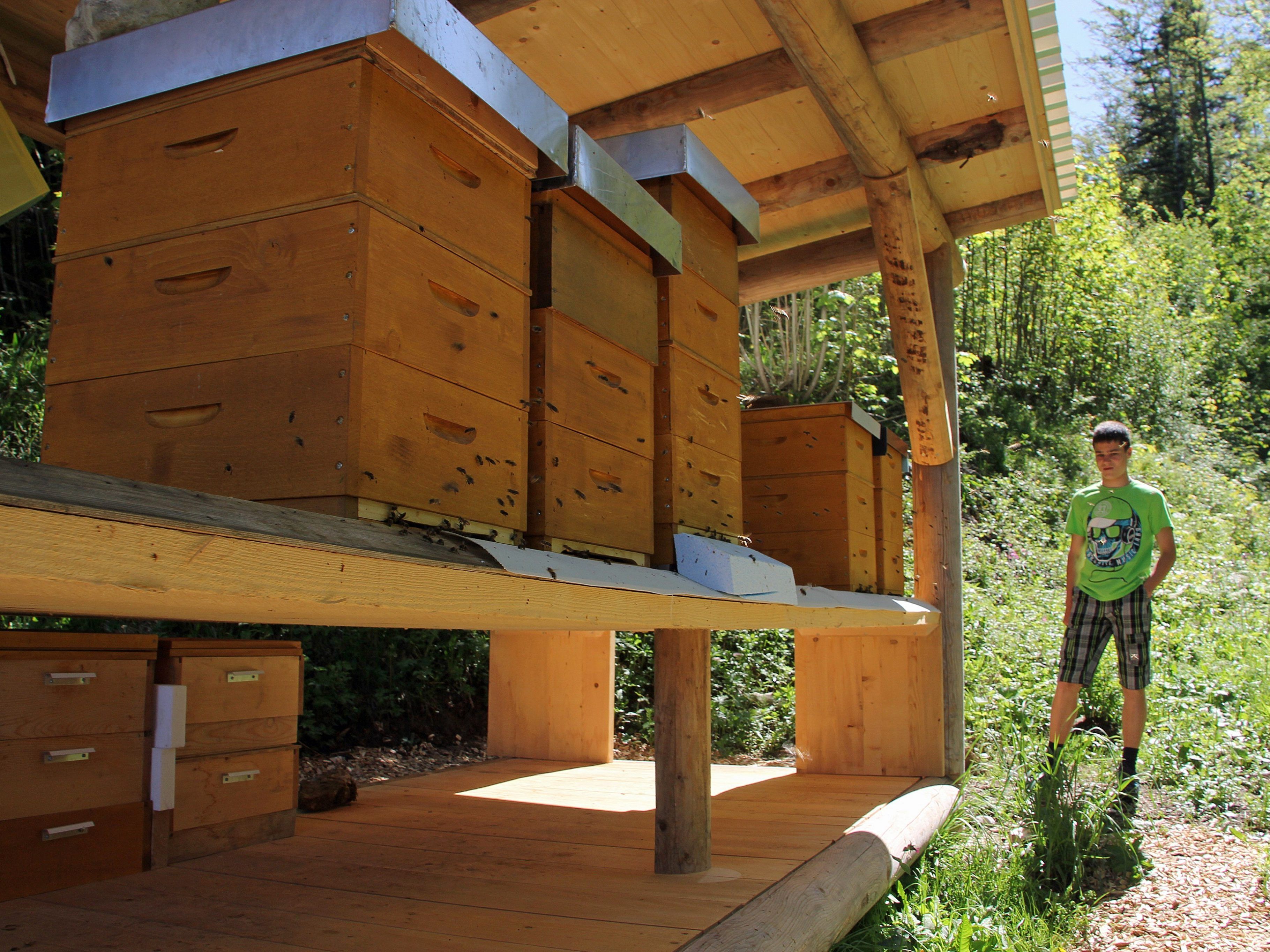 Der neue Lehrpfad nimmt Spaziergänger mit auf eine Reise zu den „fleißigen Bienchen“. Der neue Lehrpfad nimmt Spaziergänger mit auf eine Reise zu den „fleißigen Bienchen“.