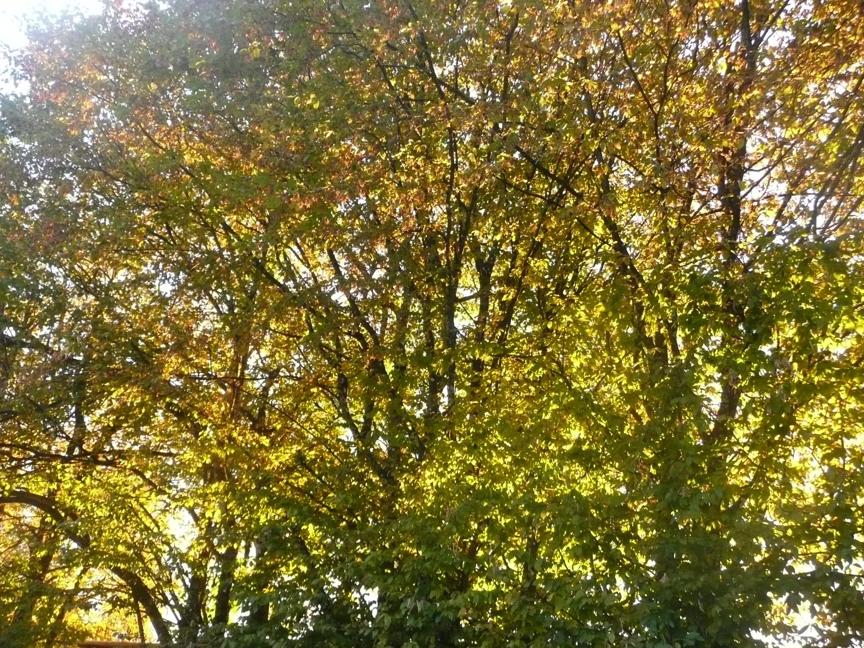 Sommer