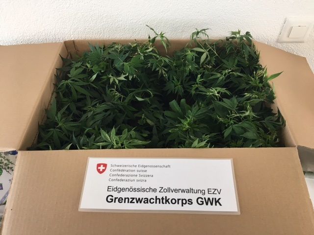gras gras