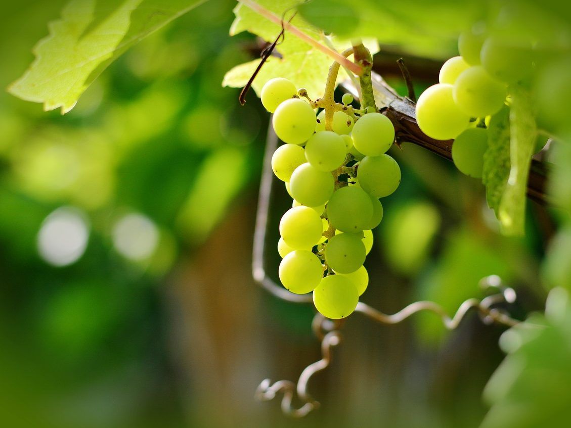 So wird die Weinernte 2017.