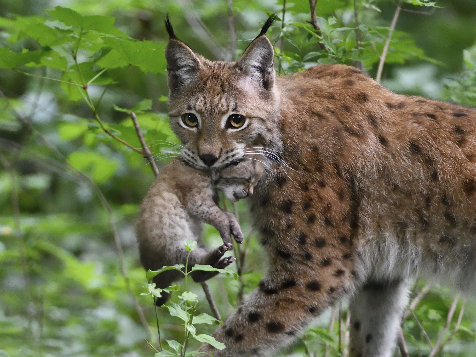 Im Mai 2017 gab es Luchs-Nachwuchs im Wiener Tiergarten Schönbrunn.