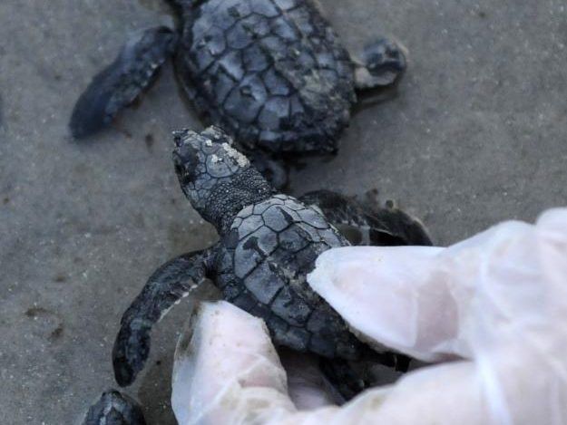 Baby-Schildkröten schlüpfen auf den Ionischen Inseln