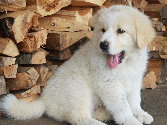 Wisst ihr alles über Hunde?