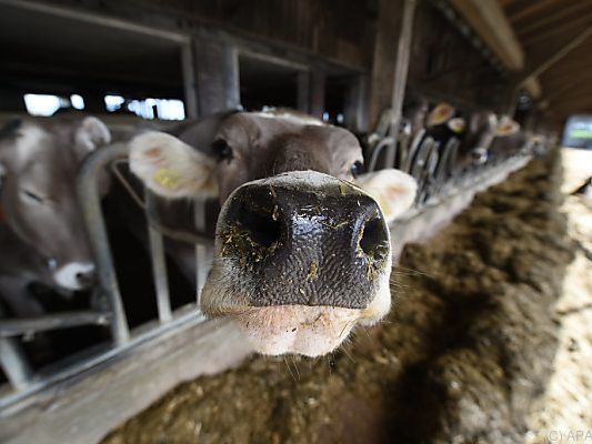 Milchbauern wollen Schutz vor Gefahr einer neuerliche Krise