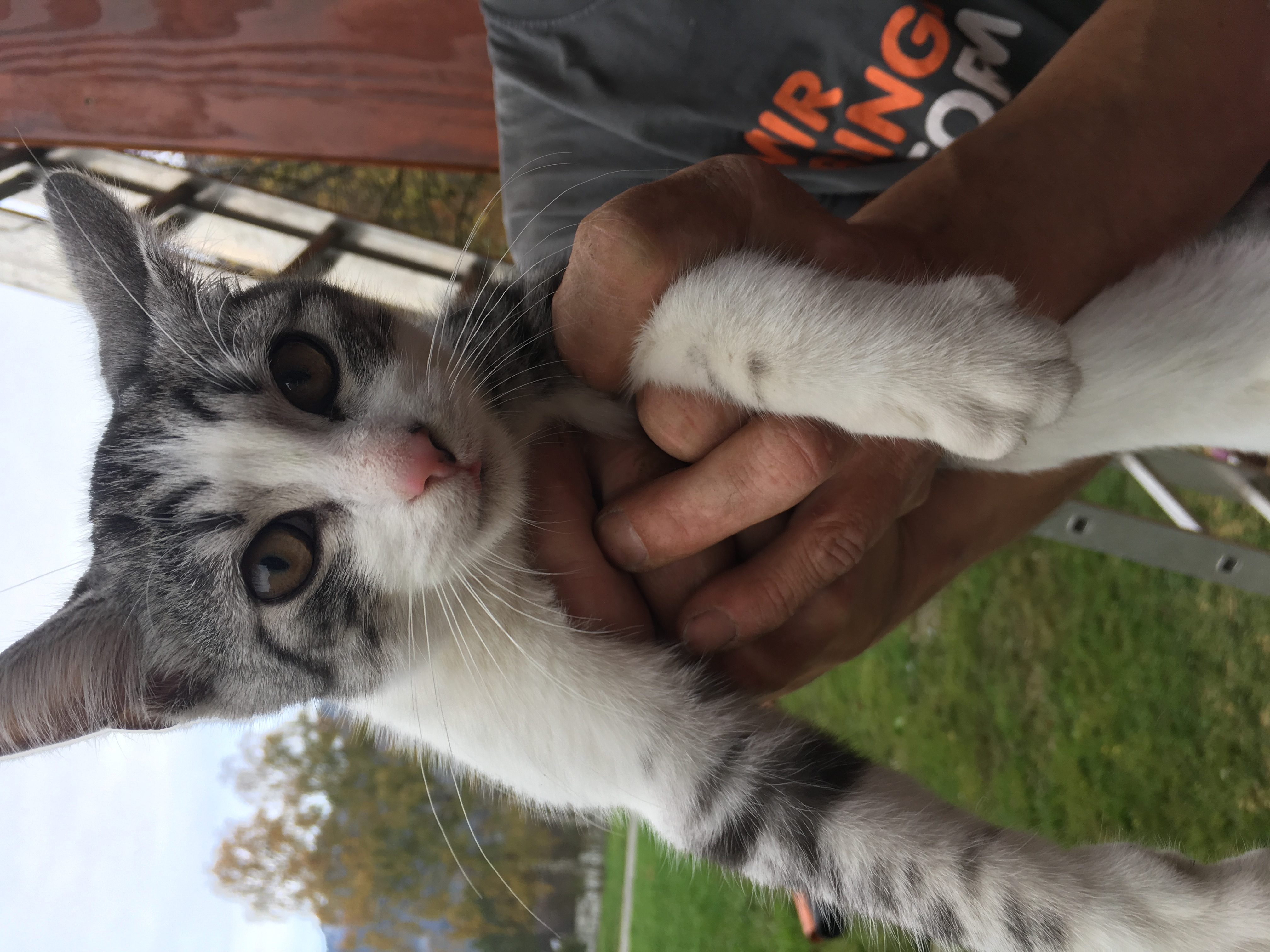 Babykatze zugelaufen Altach