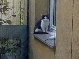...saß plötzlich im Garten, der eingenetzt ist