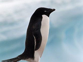 Tausende Pinguin-Küken sind während dem Warten auf ihre Eltern verhungert. Tausende Pinguin-Küken sind während dem Warten auf ihre Eltern verhungert.