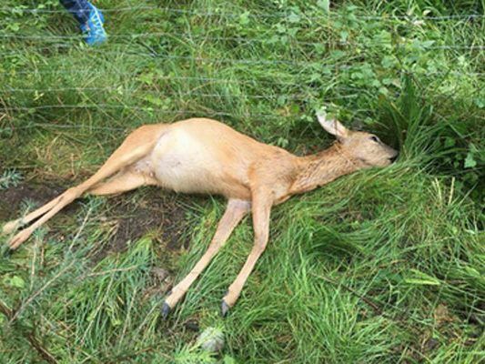 Getötetes Wild sorgt für Empörung.