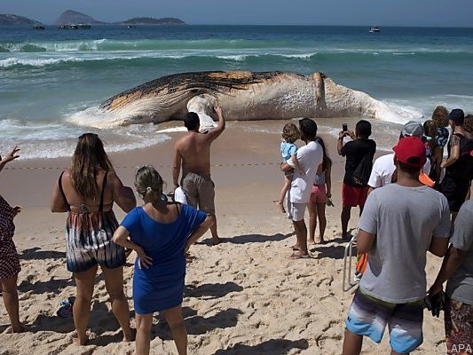 Badegäste versammelten sich, um das tote Tier zu sehen Badegäste versammelten sich, um das tote Tier zu sehen