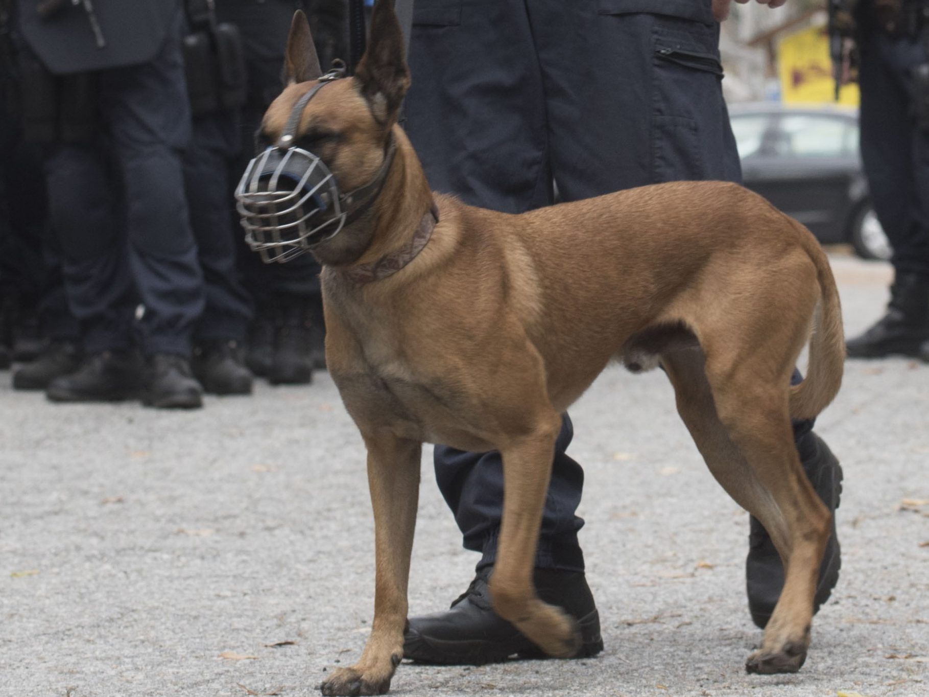 Jetzt suchen Leichensuchhunde nach dem Doppelmörder.