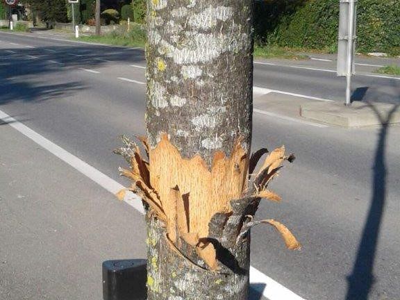 Einer der beschädigten Bäume an der Bundesstraße in Rankweil. Einer der beschädigten Bäume an der Bundesstraße in Rankweil.