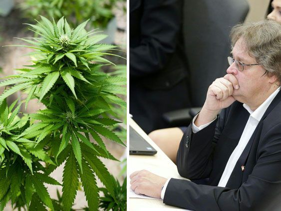 Die Liste Pilz bemüht sich um eine Freigabe des medizinischen Cannabis. Die Liste Pilz bemüht sich um eine Freigabe des medizinischen Cannabis.