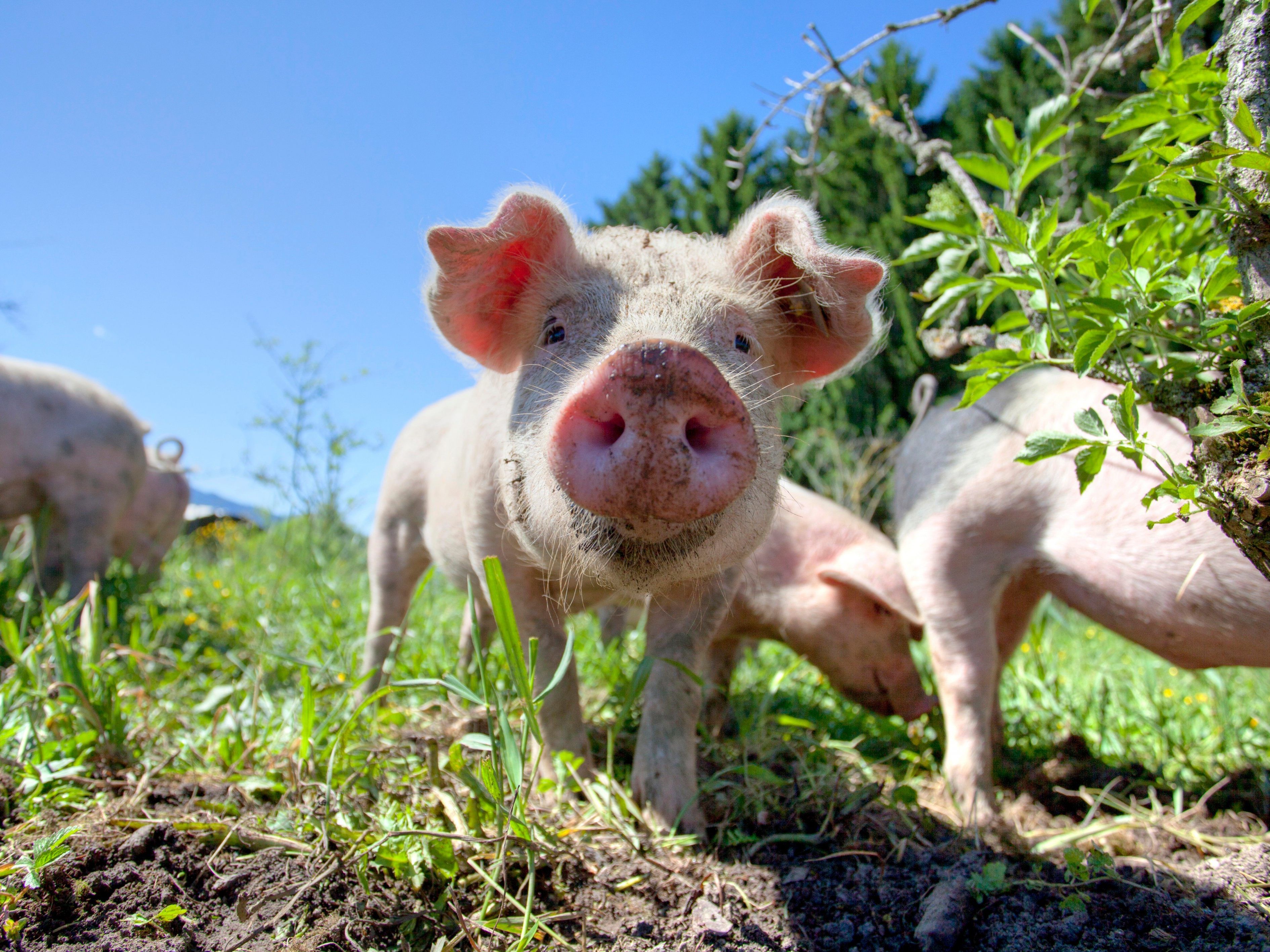 Das Land investiert in die Gesundheit der Nutztiere.