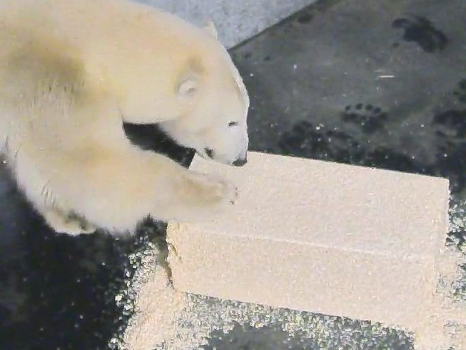 Nora ist die neue Bewohnerin im Schönbrunner Tiergarten. Nora ist die neue Bewohnerin im Schönbrunner Tiergarten.