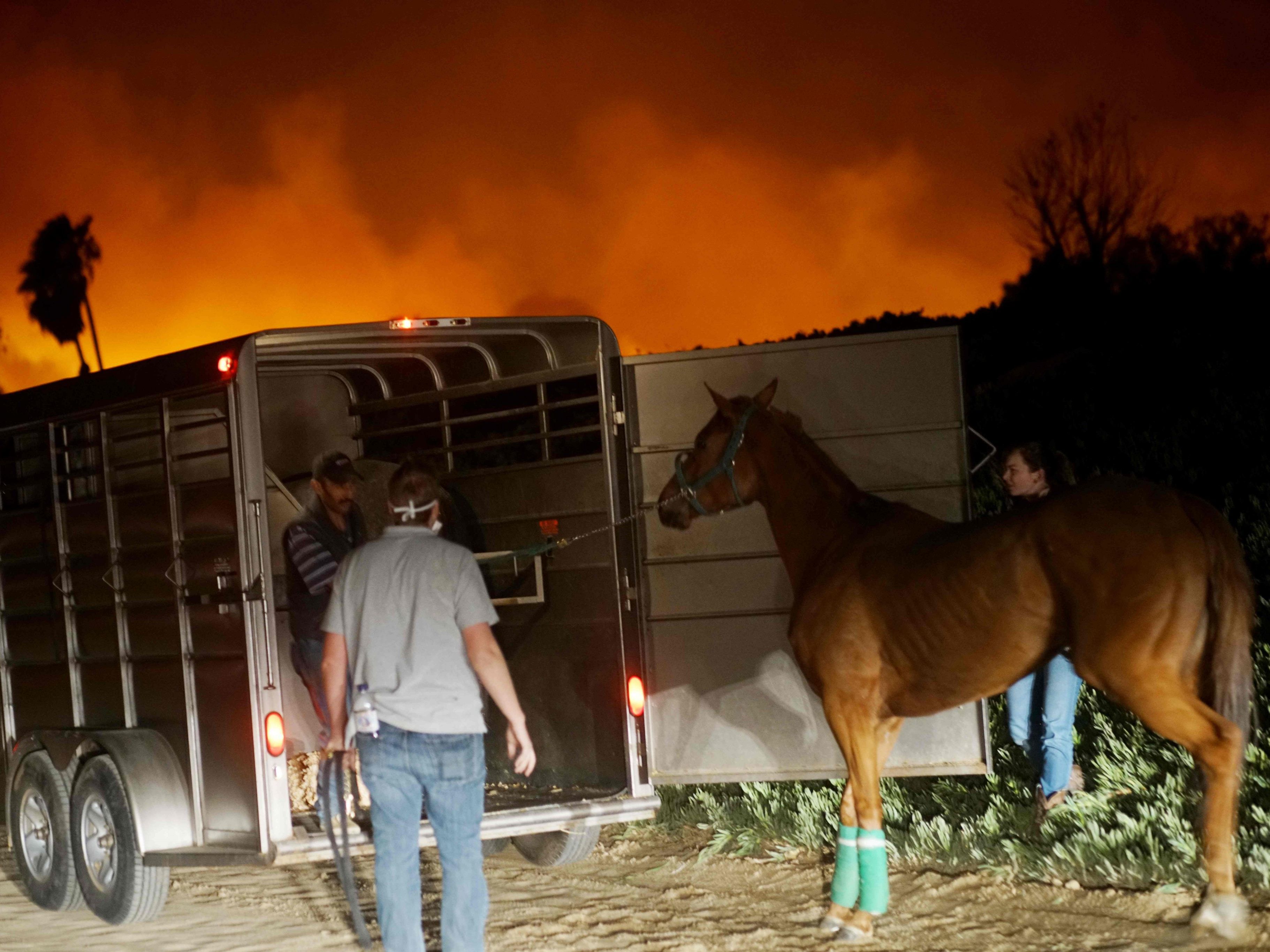 Besitzer versuchen ihre Pferde vor dem Feuer in Sicherheit zu bringen. Besitzer versuchen ihre Pferde vor dem Feuer in Sicherheit zu bringen.