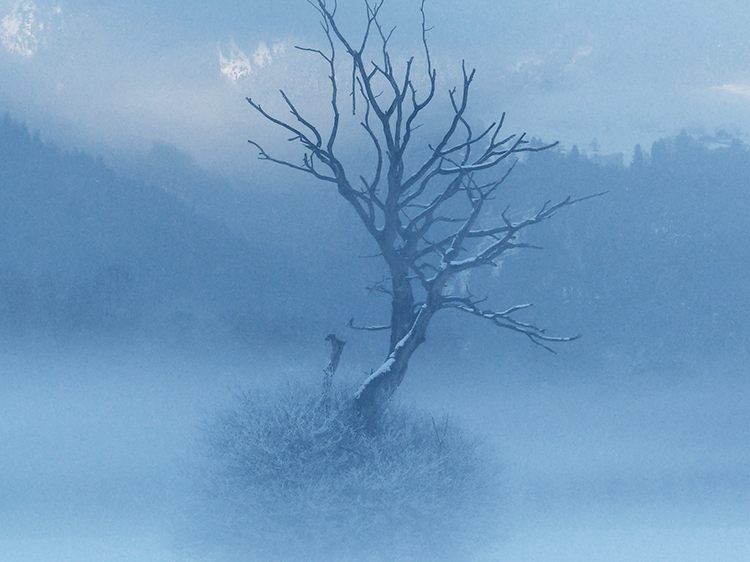 Lone tree in the mist