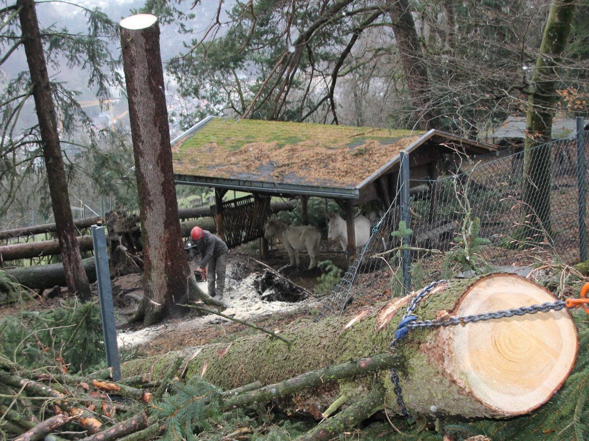 Trotz massiver Schäden sind alle Tiere im Wildpark wohlauf.