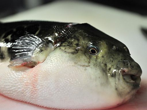 Fugu: eine gefährliche Delikatesse Fugu: eine gefährliche Delikatesse