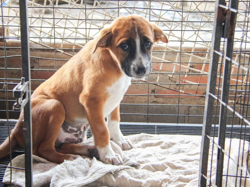 Geben Sie jetzt einem Hund ein neues Zuhause! Geben Sie jetzt einem Hund ein neues Zuhause!