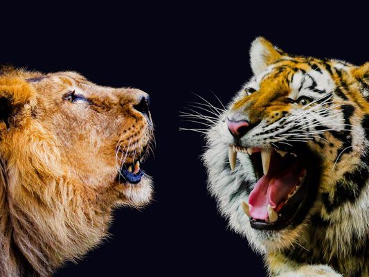 Ein Löwe und ein Tiger attackierten ein Zirkuspferd. Ein Löwe und ein Tiger attackierten ein Zirkuspferd.
