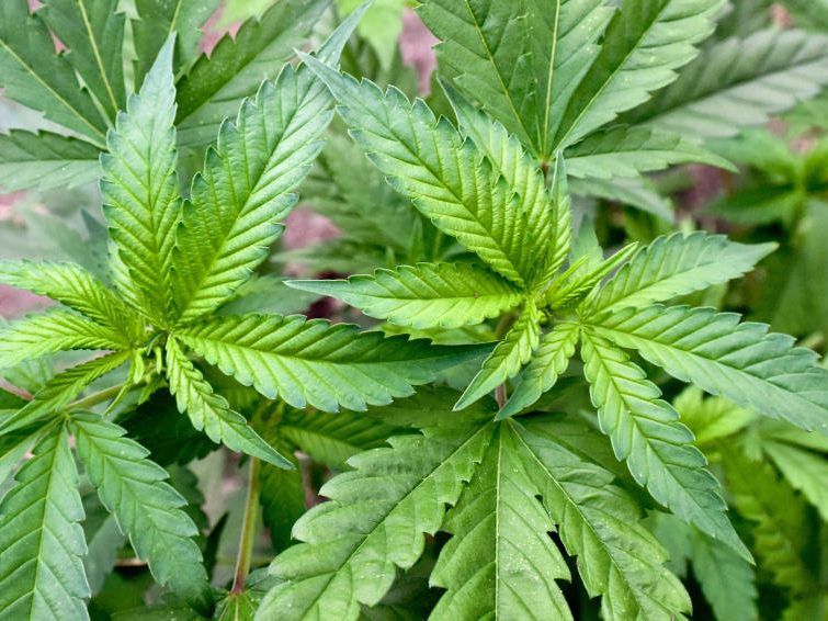 Geplant ist der Anbau von CBD-Hanf