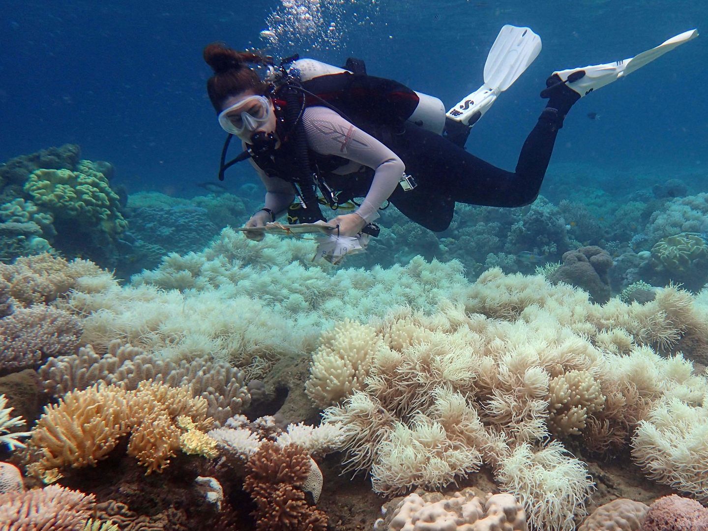 Die australische Regierung lobte 1,3 Millionen Euro für "innovative Lösungen" zur Rettung des Great Barrier Reef aus. Die australische Regierung lobte 1,3 Millionen Euro für "innovative Lösungen" zur Rettung des Great Barrier Reef aus.