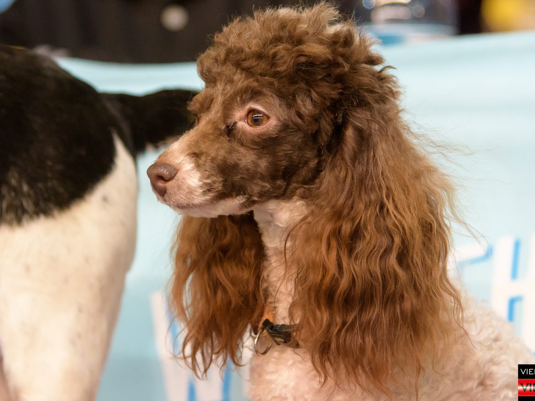 Haustiermesse Wien 2018 - Marx Halle Wien - 25.02.2018 Teil 1/2