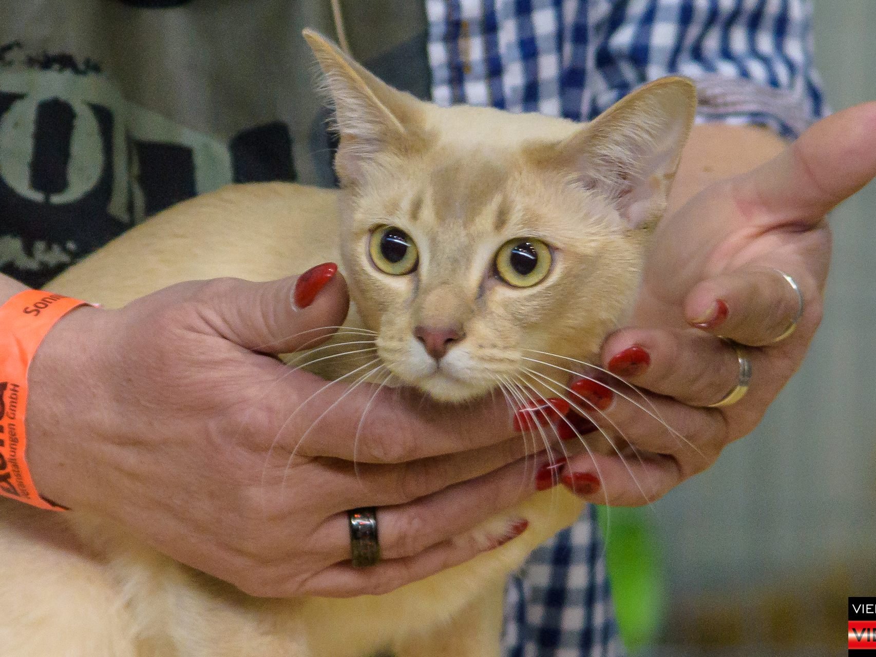 Haustiermesse Wien 2018 - Marx Halle Wien - 25.02.2018 Teil 2/2