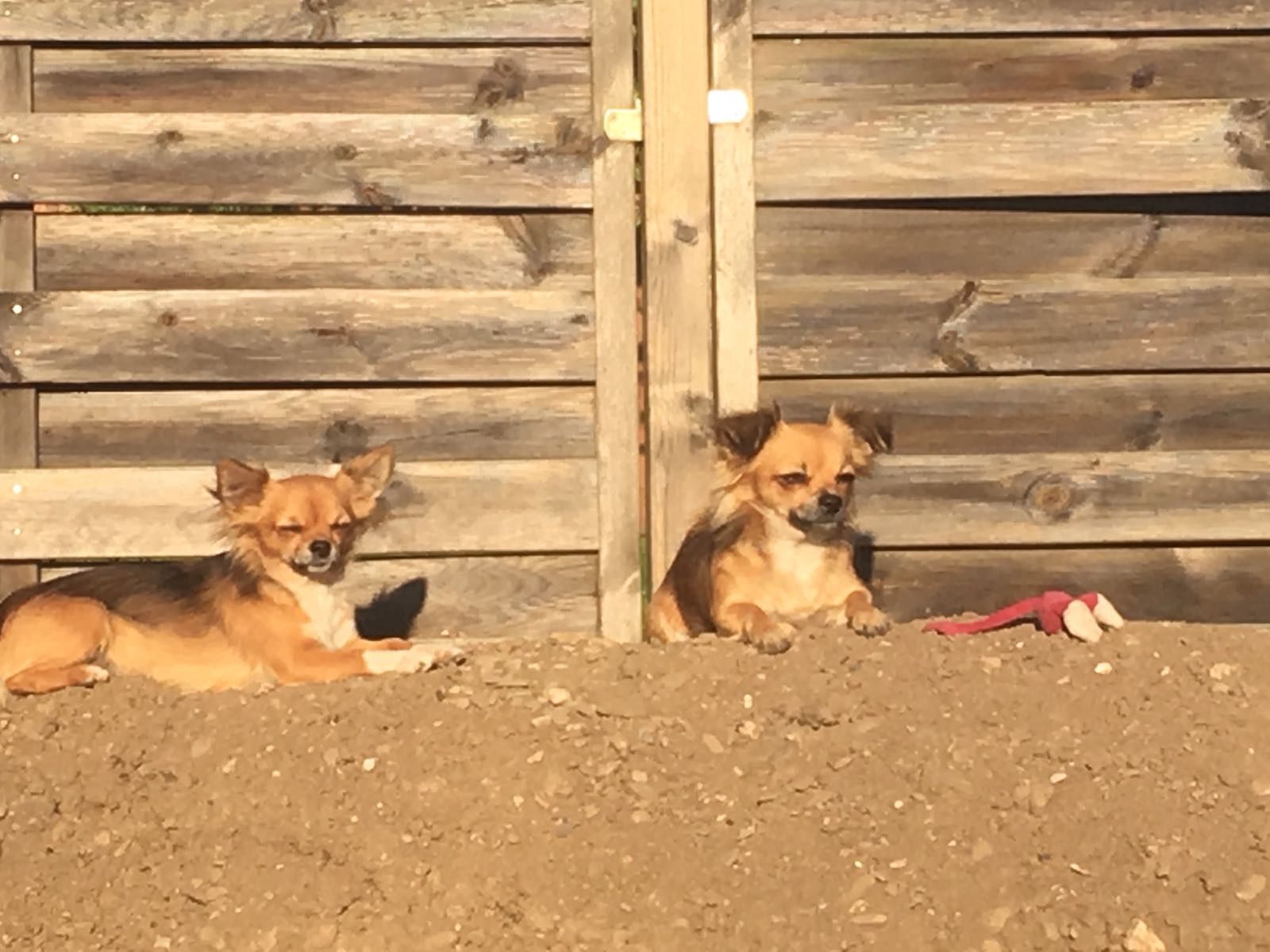 Wir spielen gerne gemeinsam im Garten