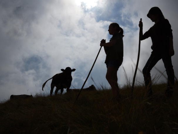 Auf den 522 Vorarlberger Alpen arbeiten jeden Sommer rund 1.000 Älplerinnen und Älpler