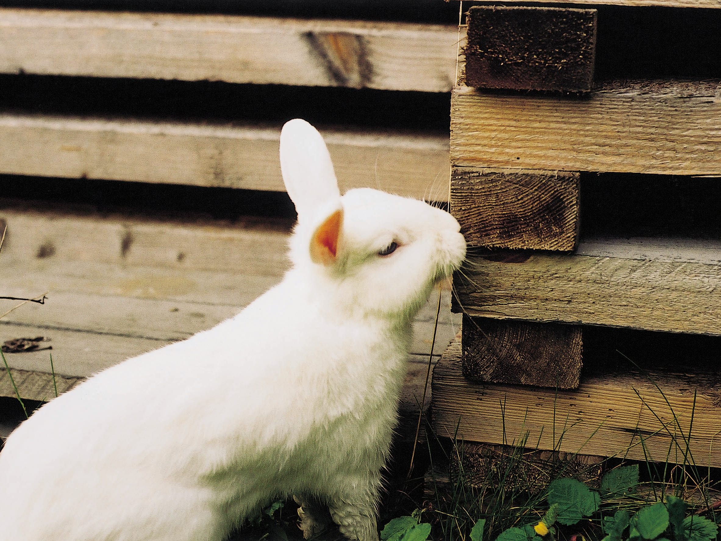 Kaninchen brauchen Auslauf im Freien.