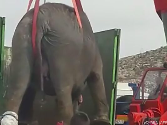 Bei dem Unfall starb ein Elefant.