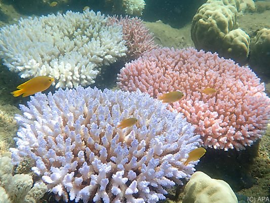 Korallensterben am berühmtesten Riff der Welt schreitet voran