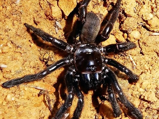 Die Spinne wurde 43 Jahre alt Die Spinne wurde 43 Jahre alt