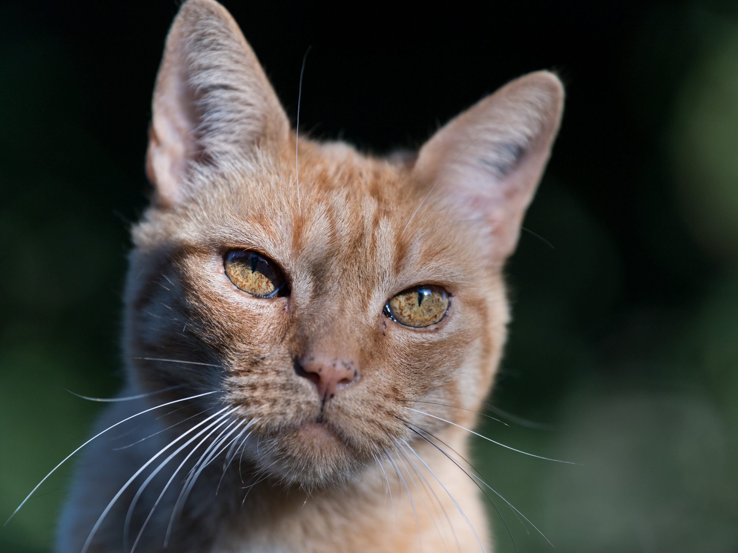 Acht Katzen werden bereits vermisst. Acht Katzen werden bereits vermisst.
