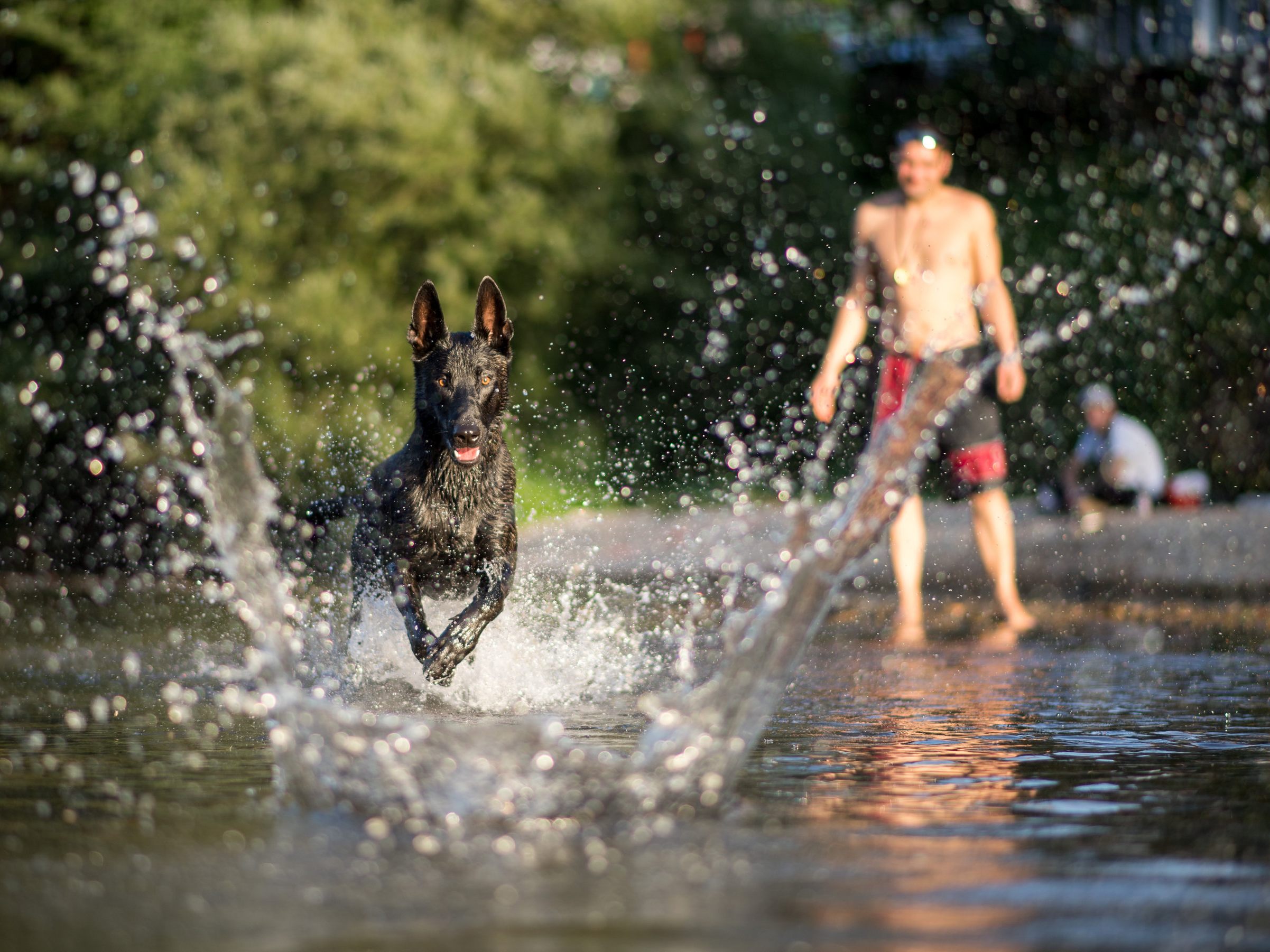 In Zukunft dürfen Hunde in Hohenems in den Morgen- und Abendstunden im Alten Rhein baden. In Zukunft dürfen Hunde in Hohenems in den Morgen- und Abendstunden im Alten Rhein baden.