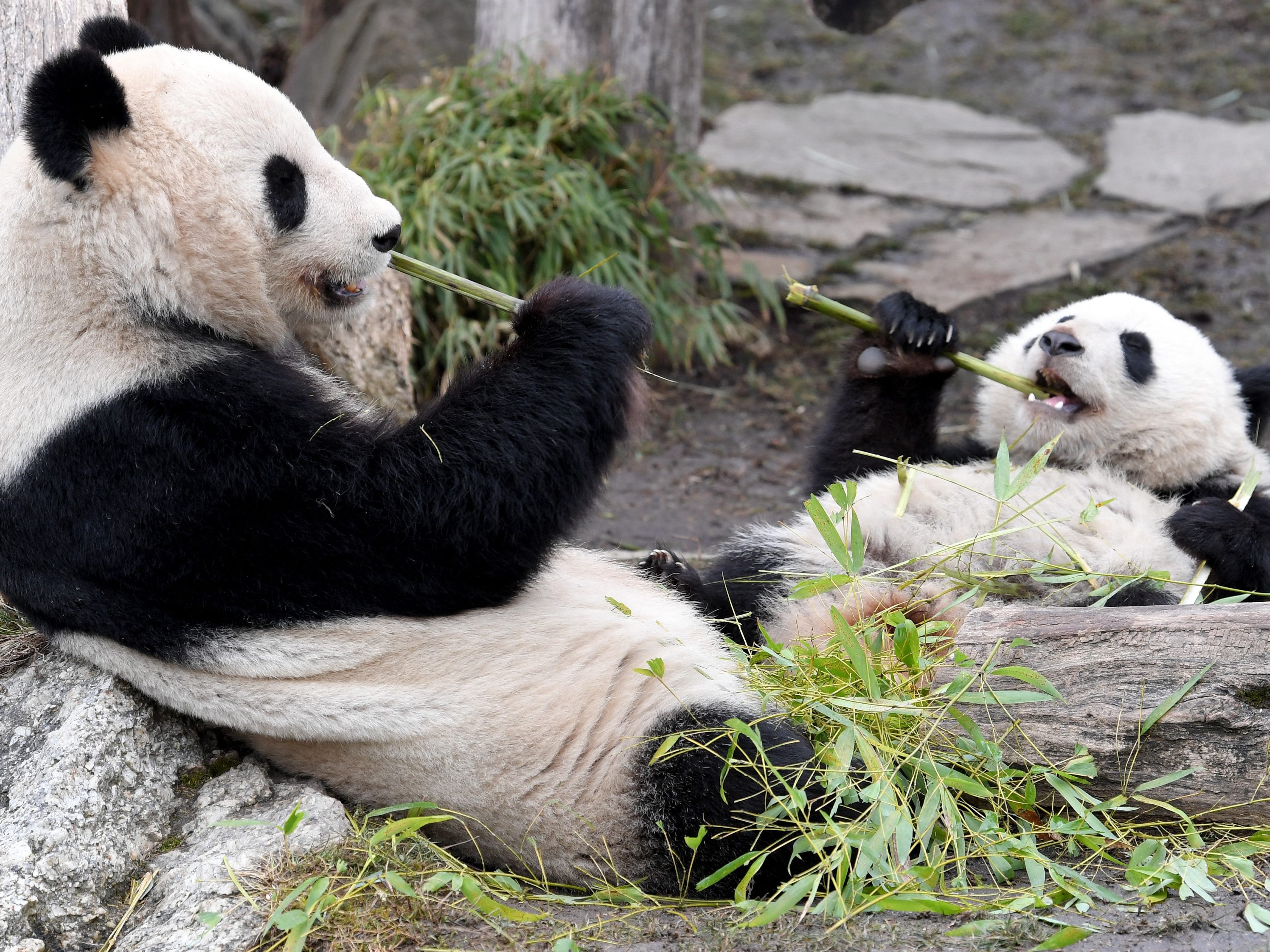 Die Pandas in Schönbrunn genießen den Frühling.