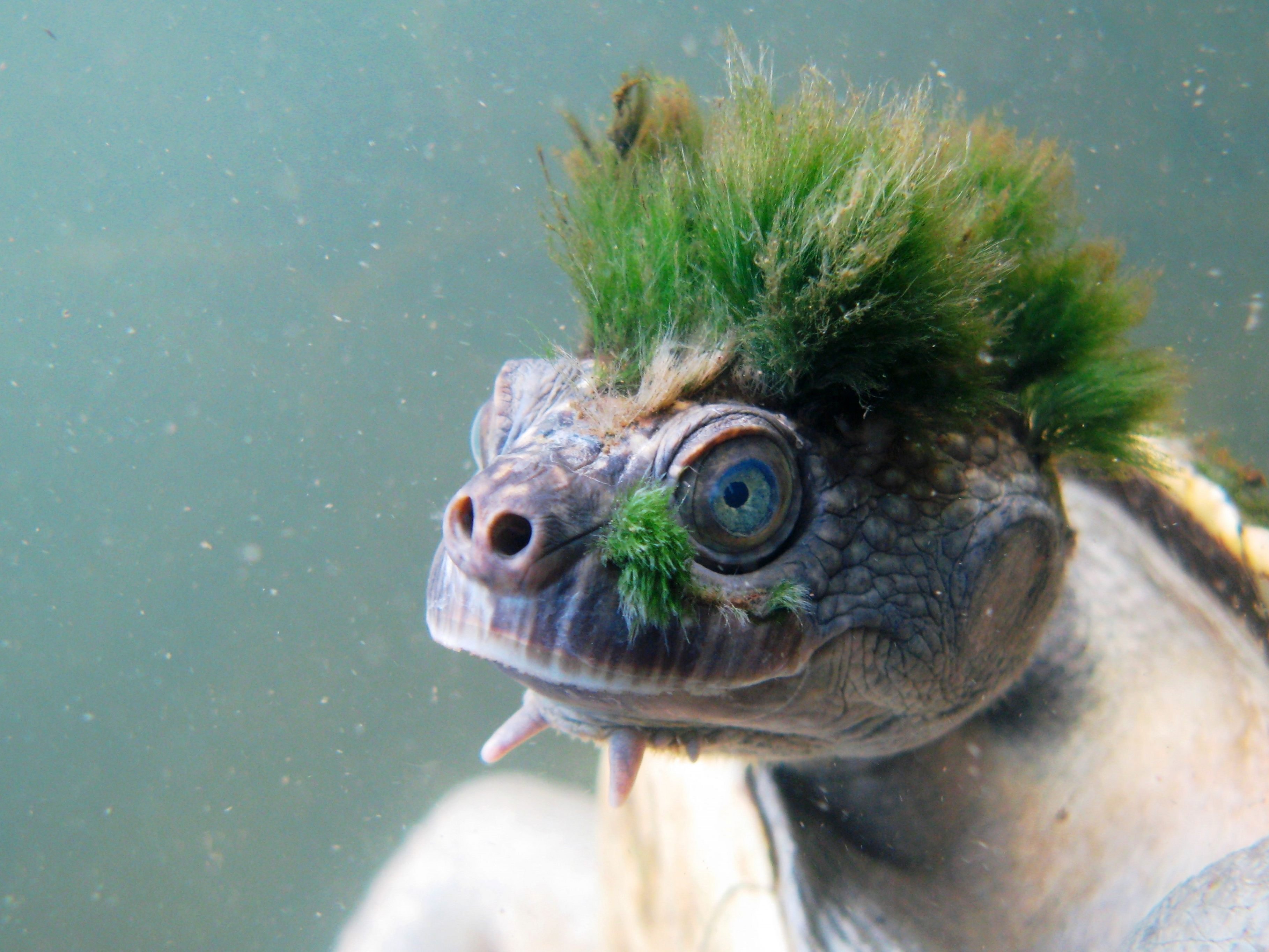 Kuriose australische Tierart auf Liste der akut bedrohten Reptilien aufgenommen.