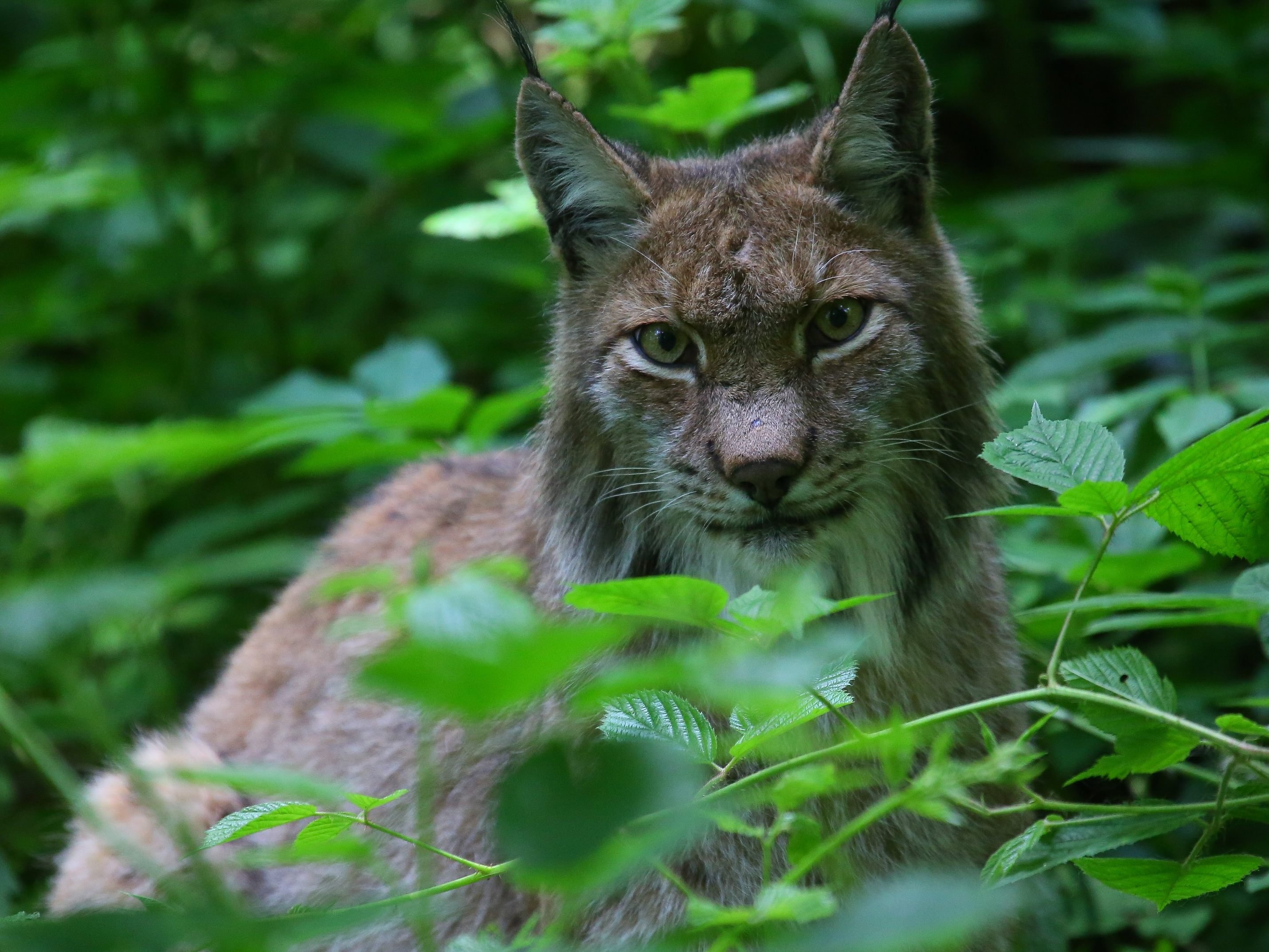 Ein Luchs fand am Ortsrand von Au Richtung Damüls neues Jagdgebiet.