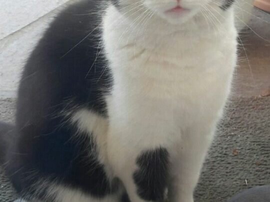 Minzi