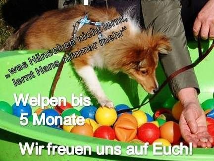 Hundefreunde Bregenz