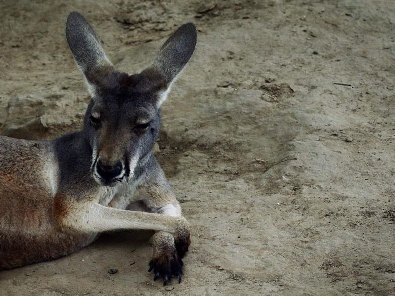 Weiteres Beuteltier verletzt - Zoos in China kaum reguliert Weiteres Beuteltier verletzt - Zoos in China kaum reguliert