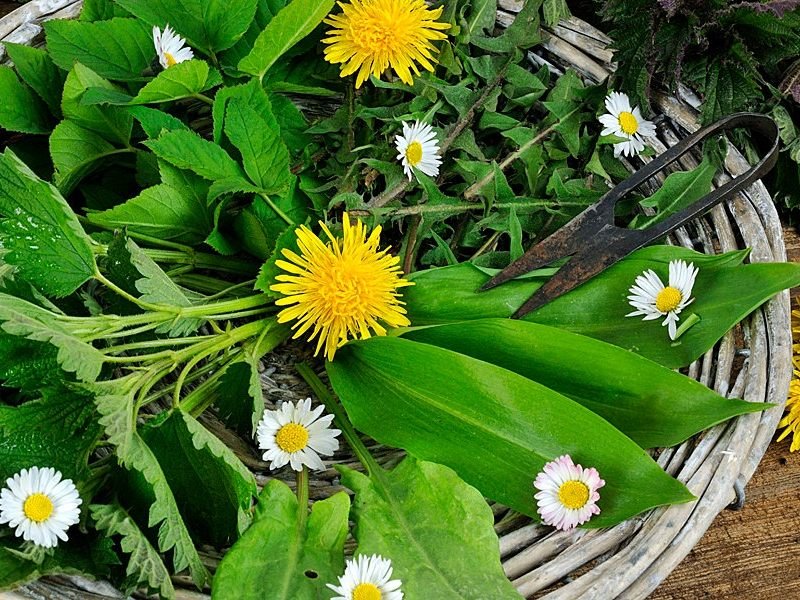 Die wildwachsenden Frühlingskräuter wecken unsere Lebensgeister.