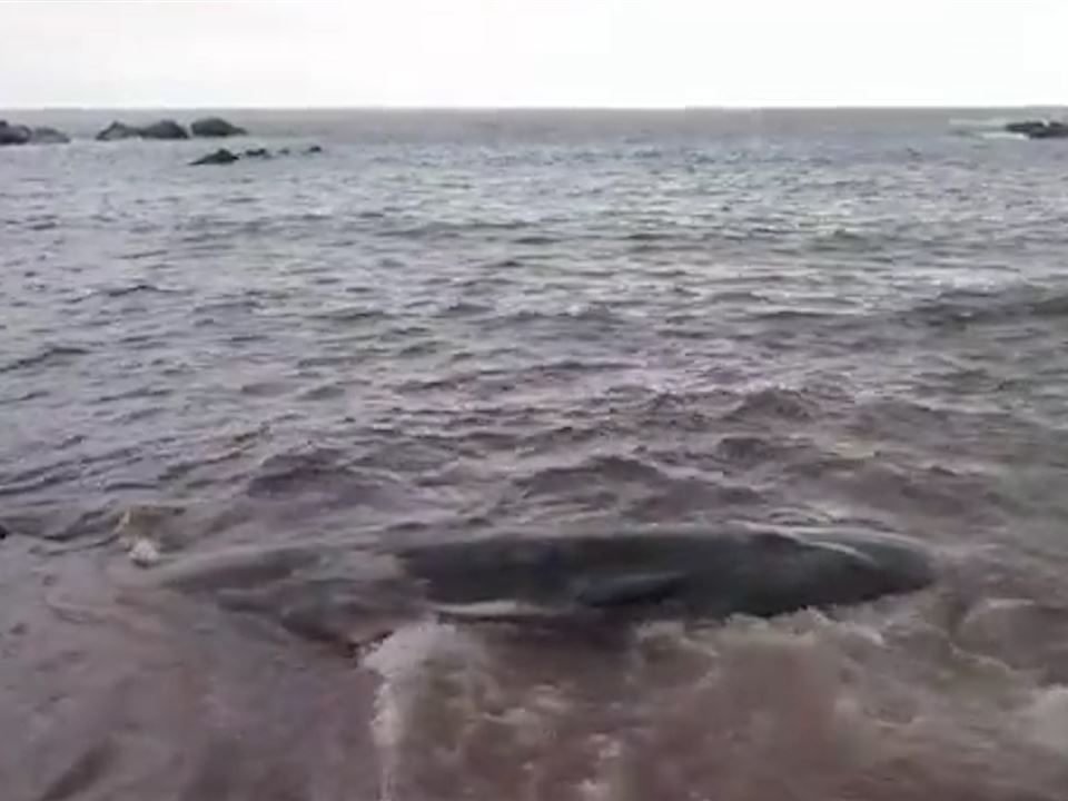 Der tote Pottwal wurde an der spanischen Küste angespült.