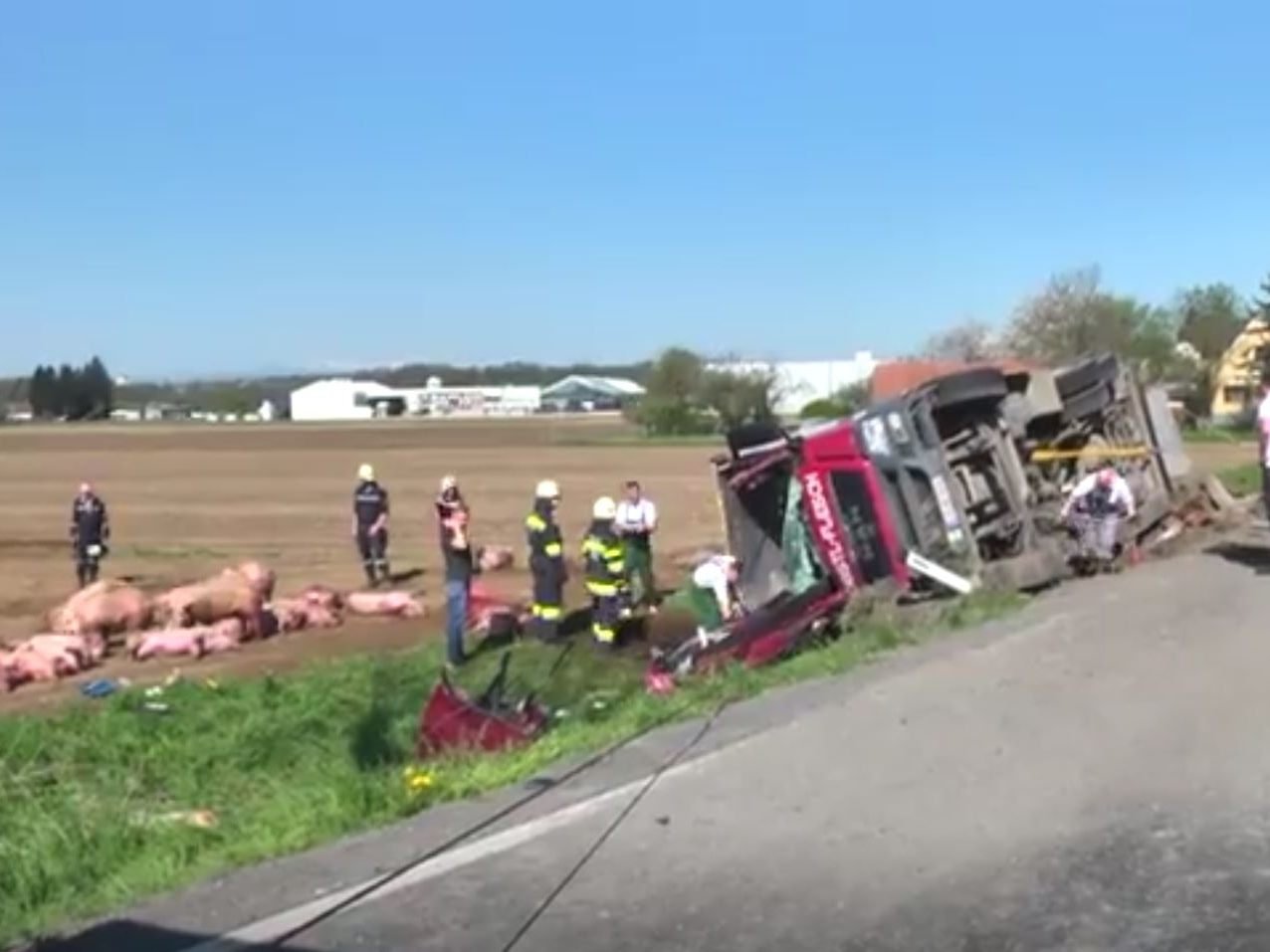 Einige Tiere mussten eingeschläfert werden.