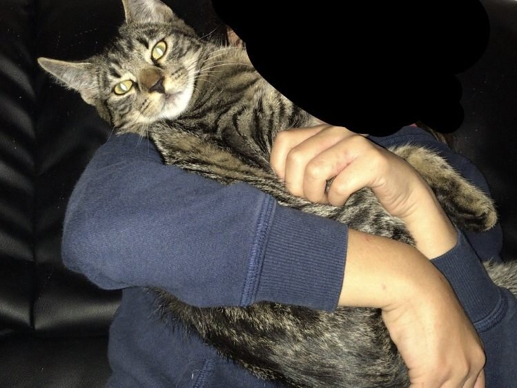 Tigerkatze in Altach vermisst